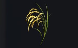 データベース＿料理素材＿エデン米