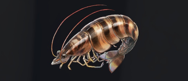 データベース＿魚＿クルマリエビ