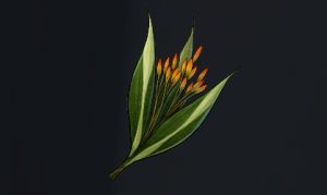 データベース＿料理素材＿カレーテ草