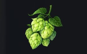 データベース＿料理素材＿ベルホップ