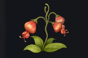 データベース＿料理素材＿ミツミの花