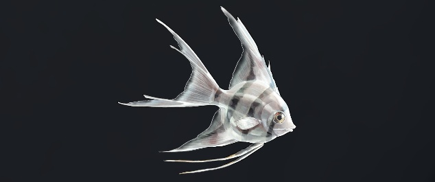 データベース＿魚＿ギンゼルフィッシュ